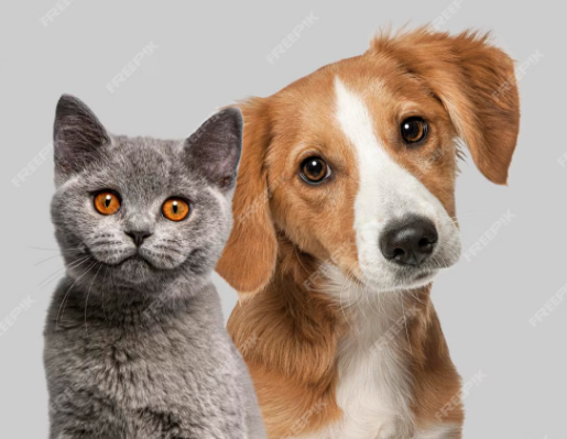 New York City Council Proposal ‘Would Give Workers Time Off For Pet Care’