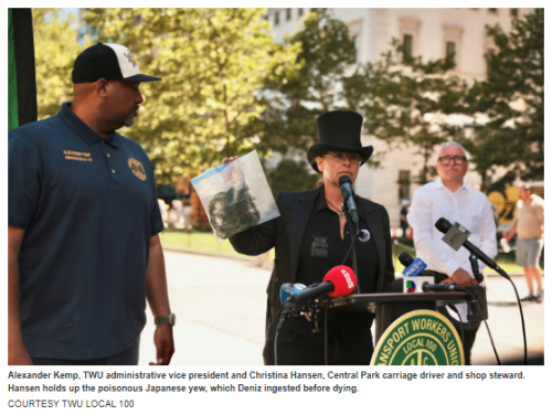 After New York City Carriage Horse's Death, The Transit Workers Union Says Carriage Drivers Face Threats & Anti-Immigrant Harassment As The TWU ‘Battles Against A Bill To Shut Down’ The Carriages